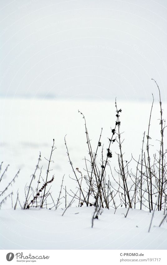 Einmal nur die Spitzen Natur Eis Frost Schnee kalt weiß ruhig Schneewehe Ferne Gedeckte Farben Außenaufnahme Textfreiraum oben Tag Froschperspektive