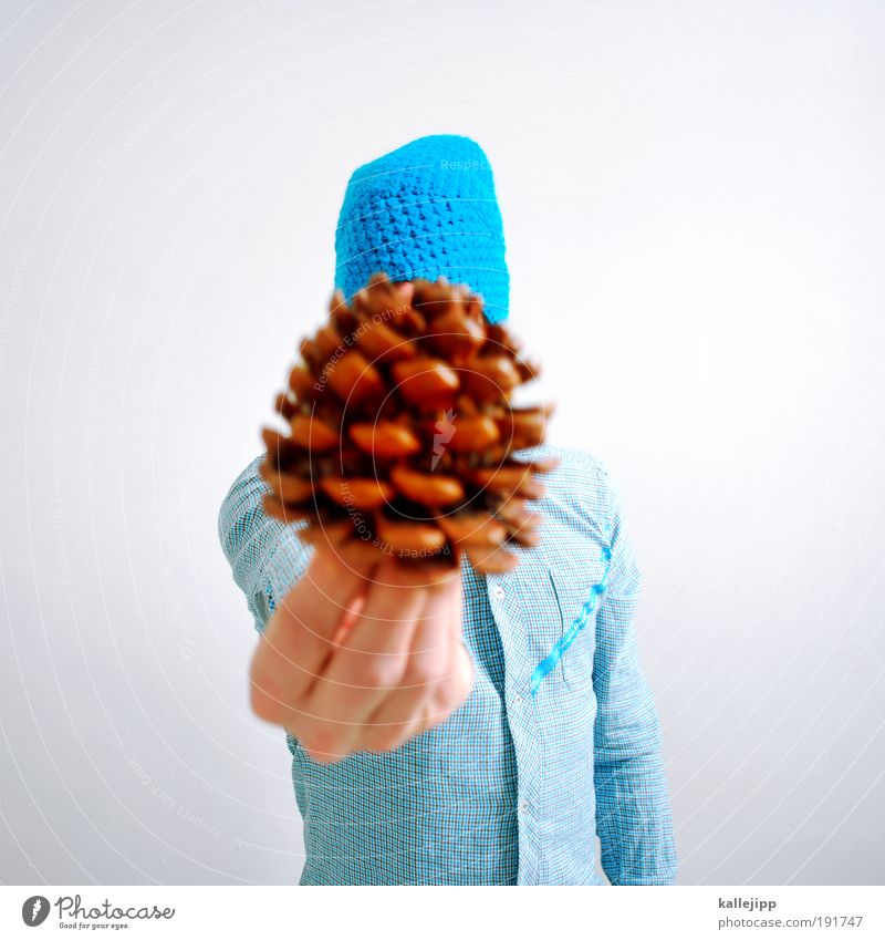 nach halt ich Mensch maskulin Leben Hand Finger 1 Umwelt Natur Pflanze Baum berühren stehen nachhaltig Zapfen Pinie Pinienkern Frucht Ernte Erfolg Zukunft