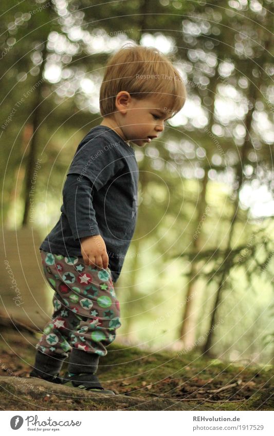 Kleinkind im Wald Neugier Spielen Kindheit Junge 1-3 Jahre Baum Natur klein natürlich niedlich grün Unschärfe Außenaufnahme Mensch maskulin Sommer Pflanze