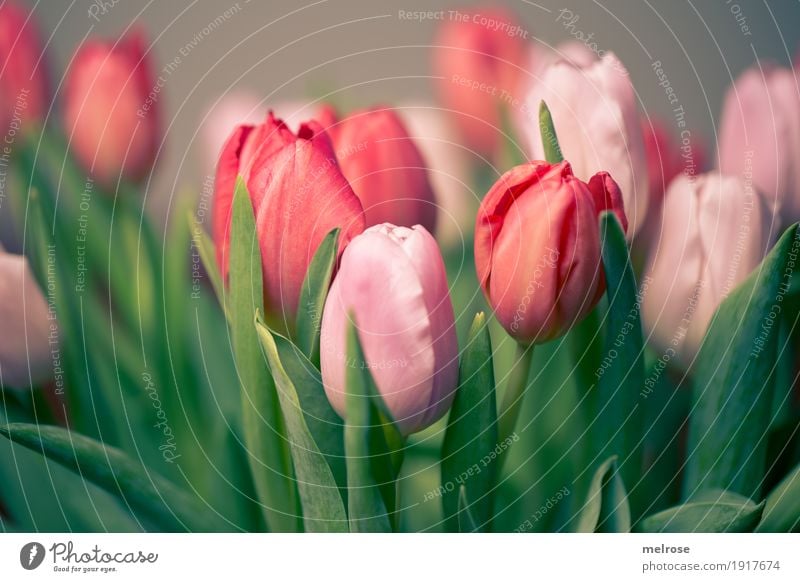 Tulpenstrauß rosa_rot Valentinstag Muttertag Geburtstag Frühling Pflanze Blume Blatt Blüte Nutzpflanze Tulpenstrauss Tulpenblüte Frühblüher Frühlingsfarbe