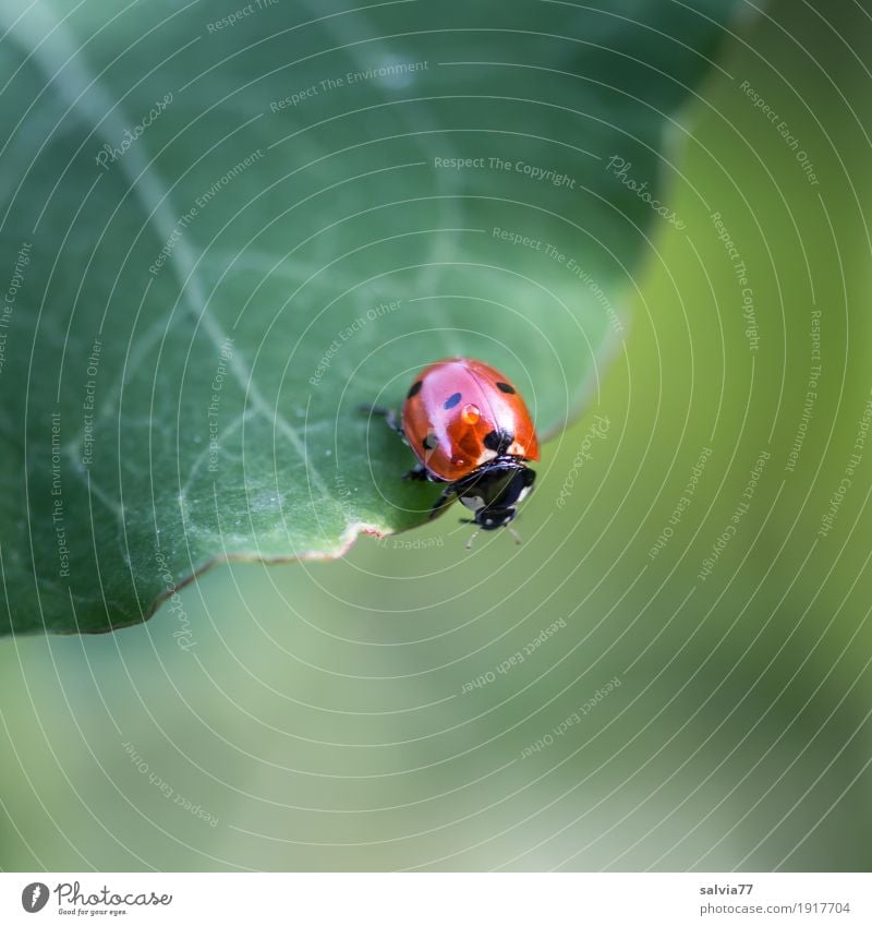 Blick nach unten Natur Pflanze Tier Sommer Blatt Garten Käfer Siebenpunkt-Marienkäfer Insekt 1 krabbeln frech frei frisch klein niedlich oben sportlich grau