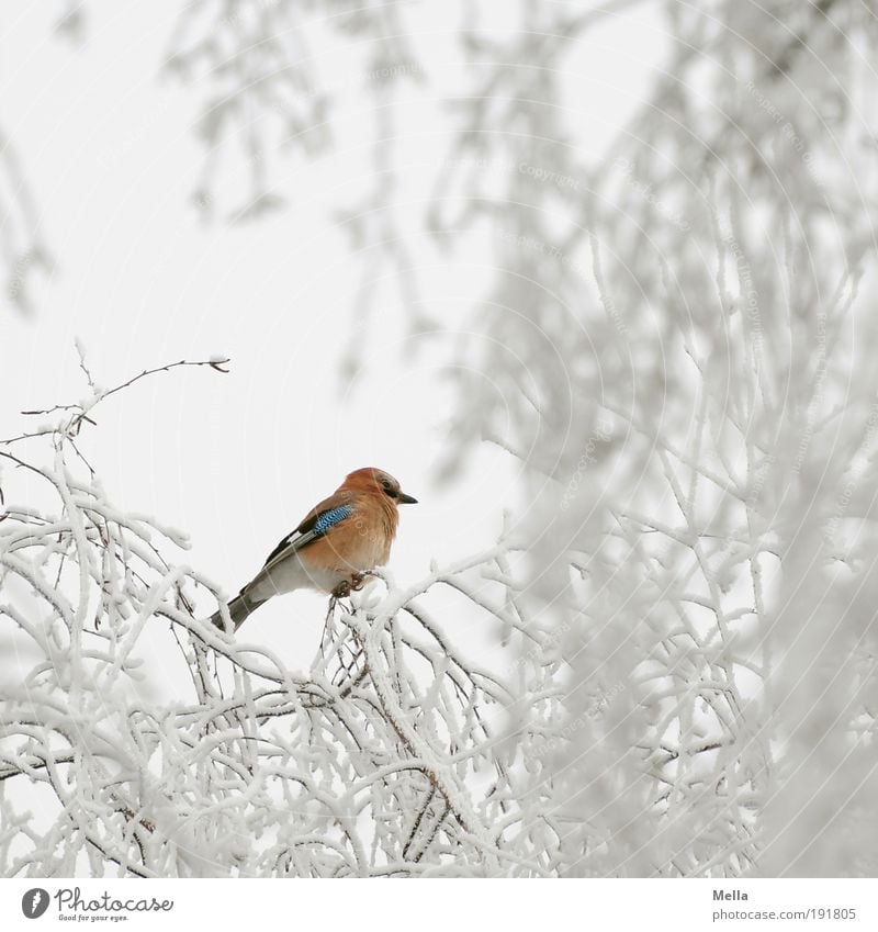 Schlecht getarnt Umwelt Natur Pflanze Tier Winter Klima Klimawandel Wetter Eis Frost Schnee Baum Ast Wildtier Vogel Eichelhäher 1 hocken sitzen frei hell