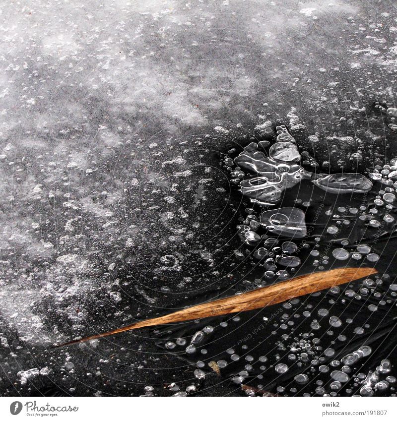 Souvenir Umwelt Natur Urelemente Winter Eis Frost Pflanze Blatt Schilfrohr See Oberfläche Wasserblase gefroren frieren liegen dehydrieren warten dünn einfach