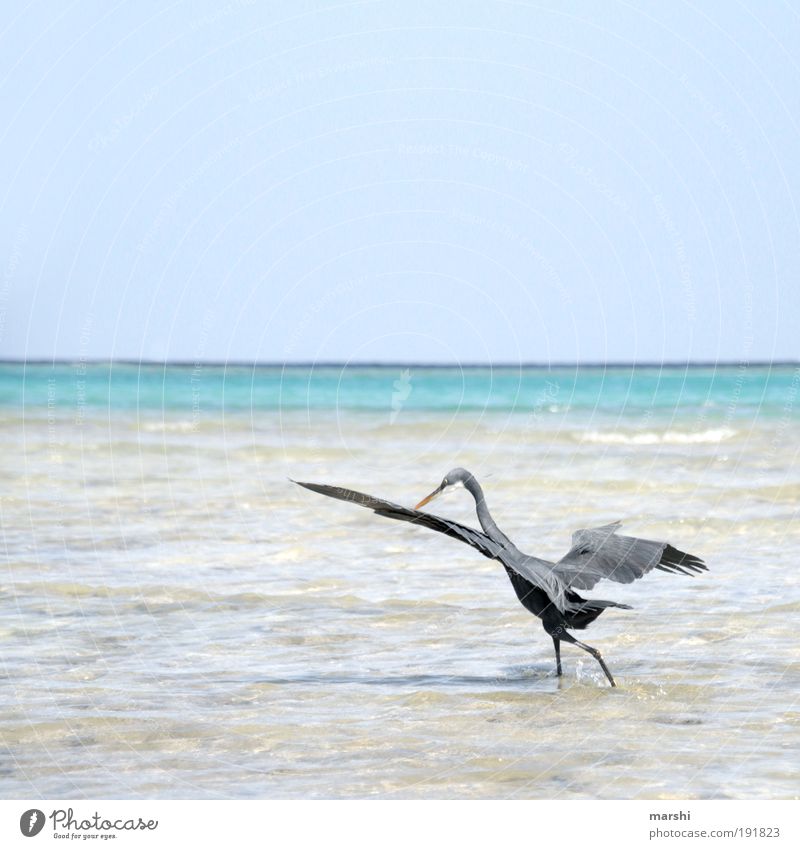 meins meins meins Natur Wasser Himmel Sommer Wetter Tier Flügel 1 Jagd Vogel Reiher grau blau Blauer Himmel Meer Strand Feder Appetit & Hunger Angeln Farbfoto