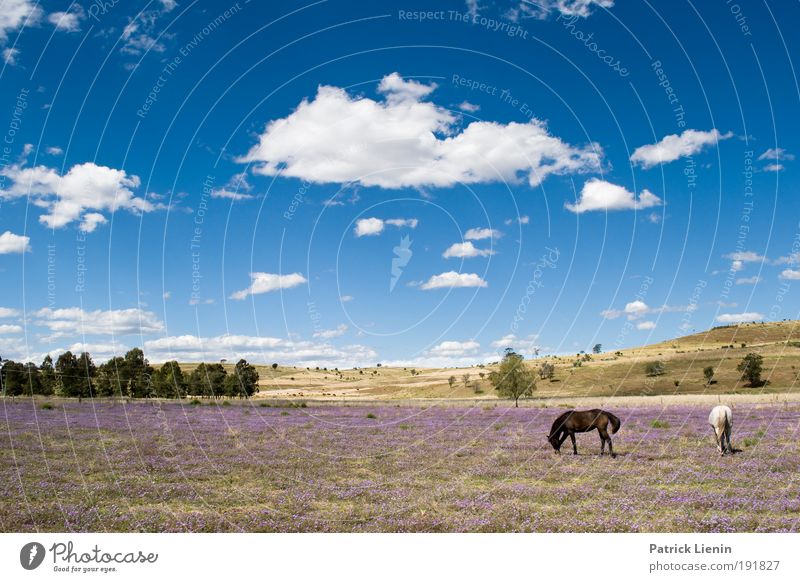 die habens gut Reiten Ferien & Urlaub & Reisen Ausflug Ferne Freiheit Sommer wandern Umwelt Natur Landschaft Luft Himmel Wolken Schönes Wetter Gras Wildpflanze