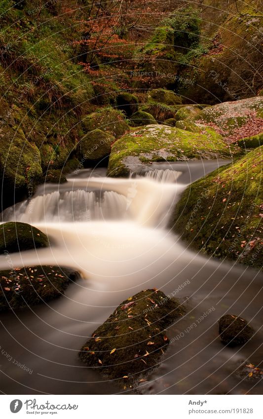 La riviere d'argent ruhig Freizeit & Hobby Bretagne Finistere Ferien & Urlaub & Reisen Tourismus Ferne Natur Landschaft Wasser Herbst Baum Moos Wald Bach