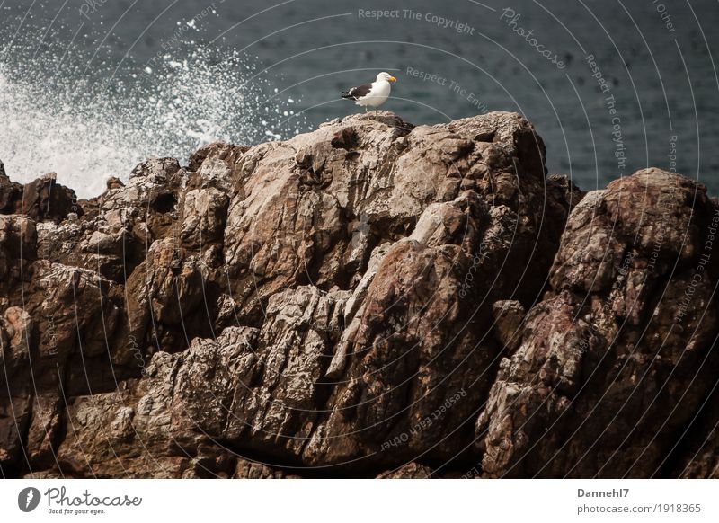 Die Möwe II Wasser Schönes Wetter Felsen Meer Insel Vogel fliegen stehen maritim blau braun grau schwarz weiß Zufriedenheit Sehnsucht Einsamkeit Freiheit