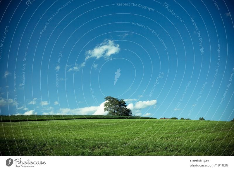 baum harmonisch Wohlgefühl Zufriedenheit Erholung ruhig Umwelt Natur Landschaft Pflanze Himmel Wolken Sommer Baum Gras Grünpflanze Wiese Feld einfach frei