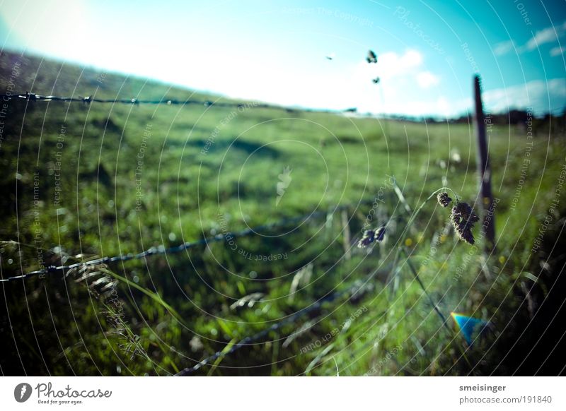 stacheldraht Natur Pflanze Himmel Sonne Sommer Schönes Wetter Gras Grünpflanze Wiese Feld blau grün standhaft Stacheldrahtzaun Weide Landwirtschaft eingezäunt