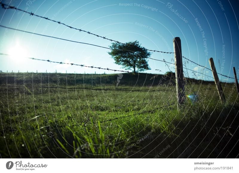 stacheldraht mit baum Natur Landschaft Pflanze Himmel Wolkenloser Himmel Sonne Sommer Schönes Wetter Baum Gras Grünpflanze Wiese Feld Ferien & Urlaub & Reisen