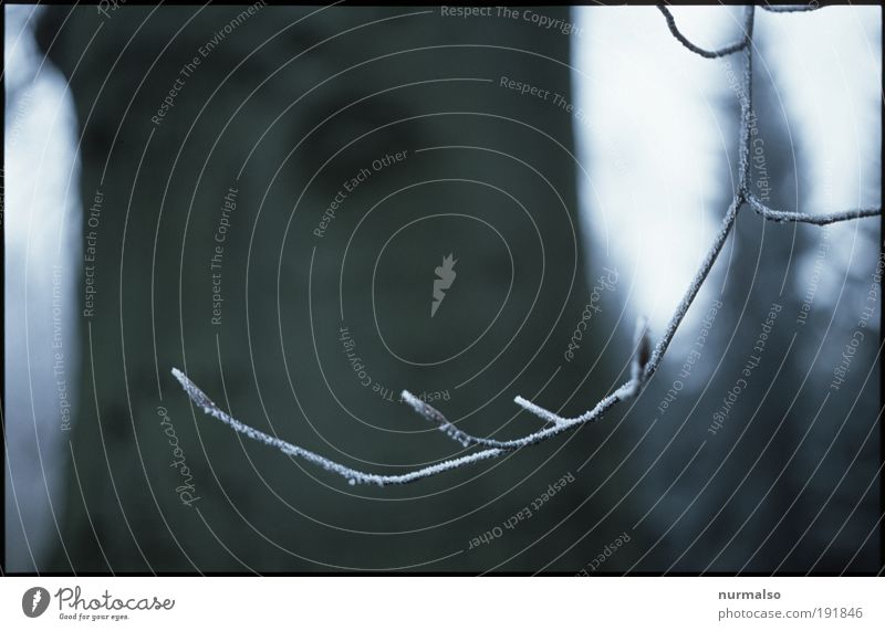 Knospen on Eis Kunst Umwelt Natur Pflanze Tier Winter Klima Frost Baum Blütenknospen Park Wald frieren Wachstum ästhetisch Gefühle Erfahrung Leichtigkeit ruhig