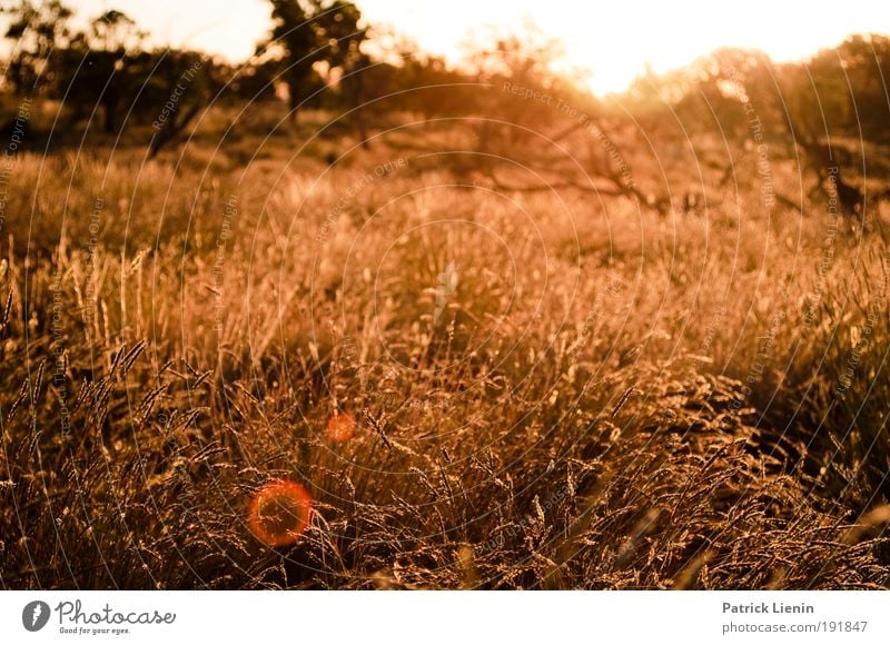 summer evening Sommer Umwelt Natur Landschaft Pflanze Sträucher Wildpflanze Wiese Wüste Stimmung heiß Outback Sonnenuntergang Farbfoto Außenaufnahme Abend Licht