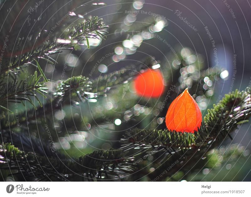 Baumschmuck Weihnachten & Advent Umwelt Natur Pflanze Winter Schönes Wetter Tanne Tannennadel Lampionblume Garten glänzend leuchten außergewöhnlich einzigartig