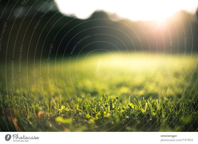 garten Natur Pflanze Sonne Schönes Wetter Gras Garten Park Wiese frisch nachhaltig natürlich positiv Wärme Zufriedenheit Lebensfreude Frühlingsgefühle