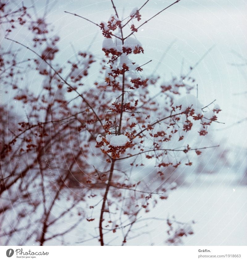 Winterfarben Umwelt Natur Pflanze Eis Frost Schnee Schneefall Sträucher Wildpflanze frieren kalt rot weiß rein Umweltschutz Vergänglichkeit Wandel & Veränderung