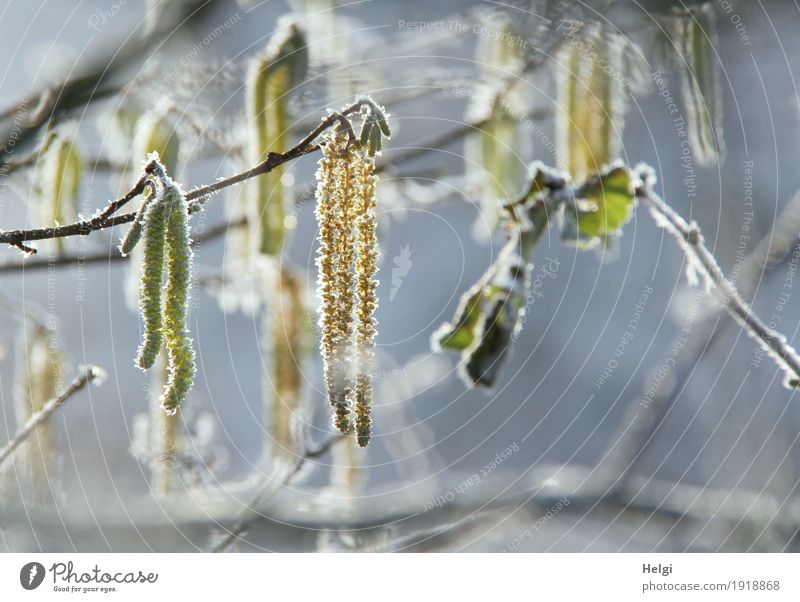 winterlich ... Umwelt Natur Pflanze Sonnenlicht Winter Schönes Wetter Eis Frost Sträucher Blatt Blüte Wildpflanze Haselnuss Zweig Blühend frieren glänzend