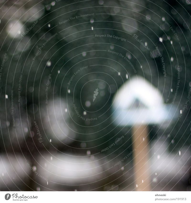 Vogelhaus Umwelt Natur Tier Urelemente Winter schlechtes Wetter Schnee Schneefall weiß Schneeflocke Futterhäuschen Farbfoto Gedeckte Farben Außenaufnahme Muster