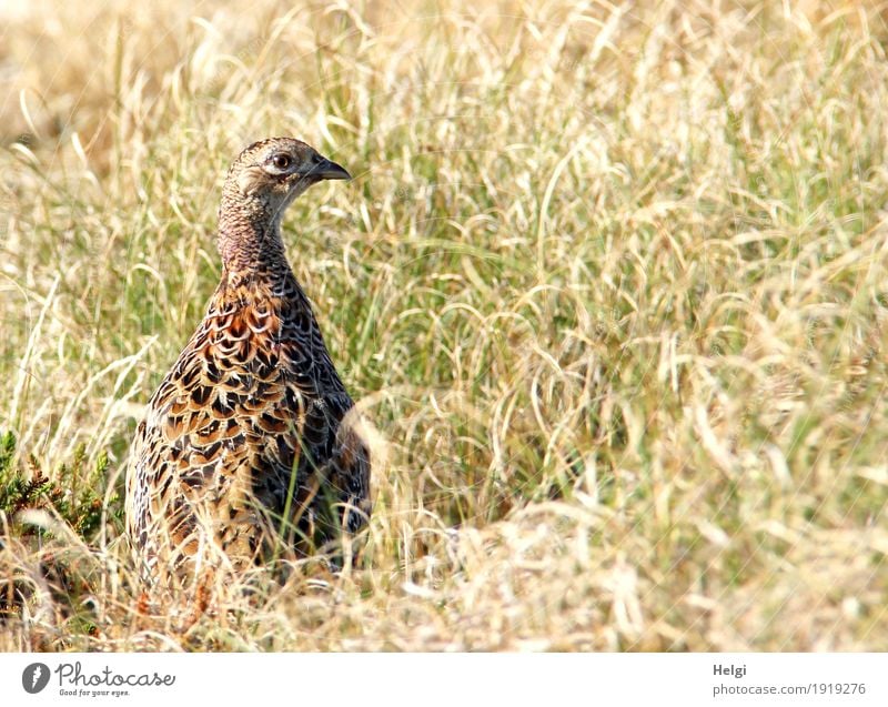 prima Klima | auf der Insel Ferien & Urlaub & Reisen Sommer Umwelt Natur Landschaft Pflanze Tier Schönes Wetter Wärme Gras Spiekeroog Wildtier Vogel Fasan 1