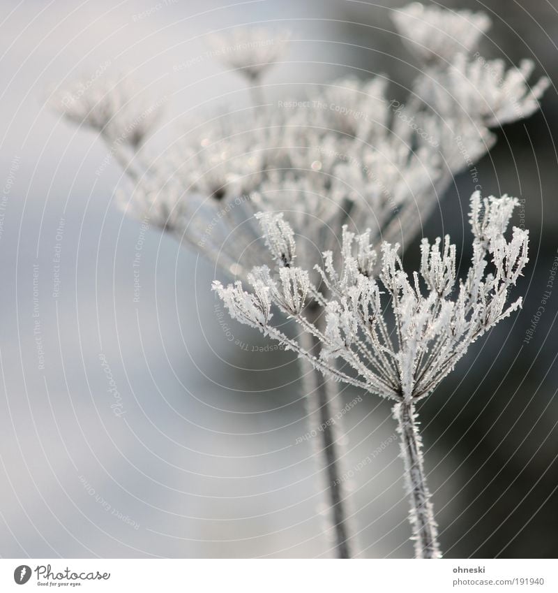 Mr. and Mrs. Frost Umwelt Natur Pflanze Winter Klima Wetter Eis Sträucher kalt gefroren Raureif Gedeckte Farben Außenaufnahme Menschenleer Tag