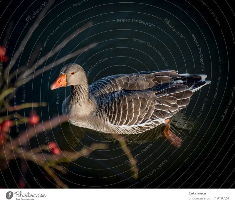 Schwimmende Graugans Natur Wasser Winter Pflanze Beerensträucher Fluss Vogel Gans 1 Tier Schwimmen & Baden beobachten nass natürlich Neugier blau braun orange