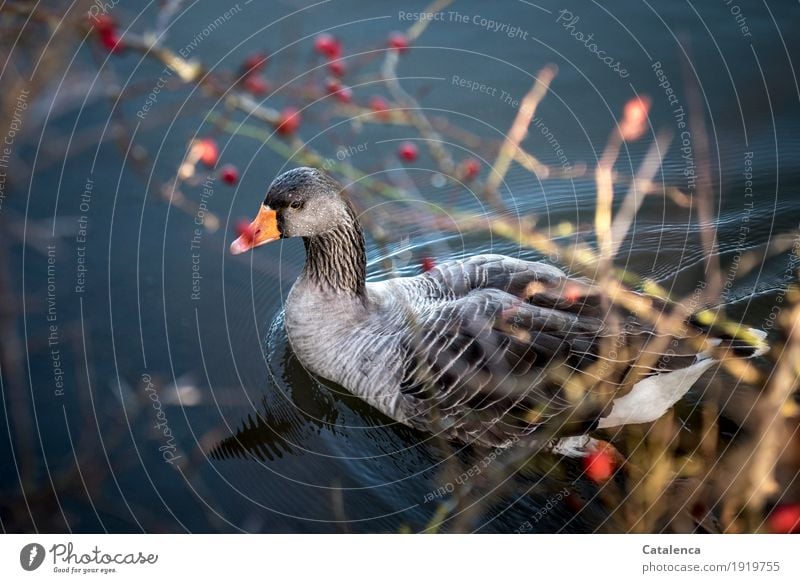 Graugans schwimmt II Natur Pflanze Tier Wasser Winter Schönes Wetter Beeren Weissdorn Flussufer Vogel Gans 1 beobachten Schwimmen & Baden frisch schön blau