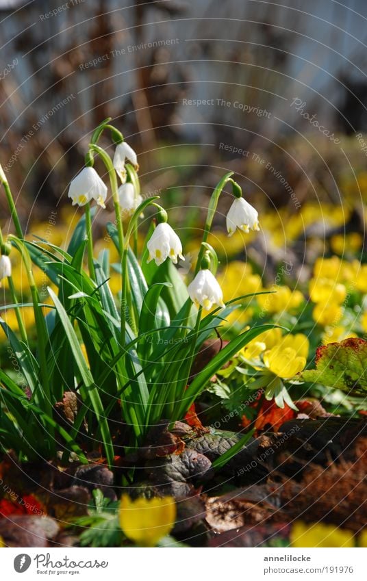 Frühling... Umwelt Natur Landschaft Pflanze Klima Schönes Wetter Blume Blatt Blüte Märzenbecher Winterlinge Garten Park Wiese Wachstum gelb grün Fröhlichkeit