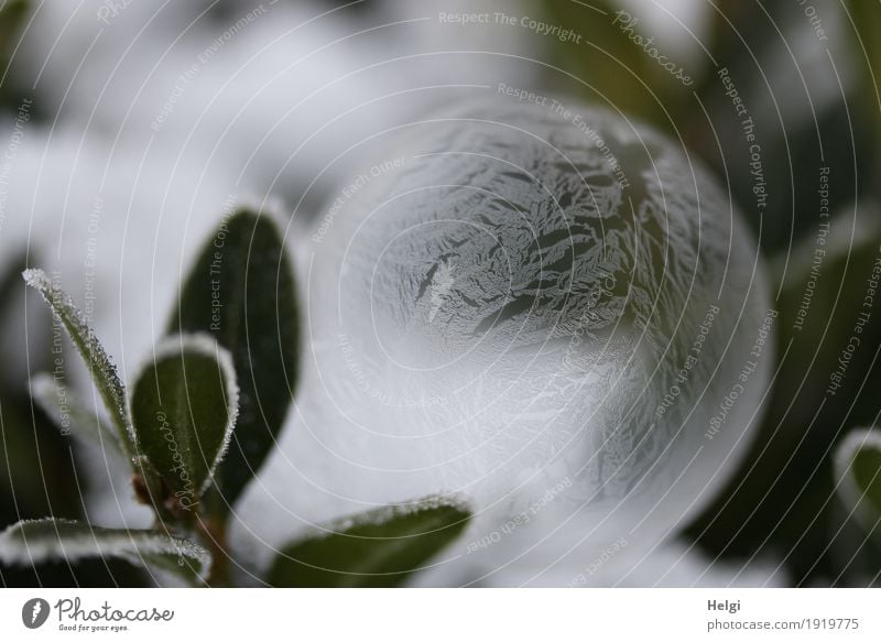 filigrane Eiskunst III Umwelt Natur Pflanze Winter Frost Sträucher Garten Seifenblase frieren liegen ästhetisch außergewöhnlich schön einzigartig kalt rund grau