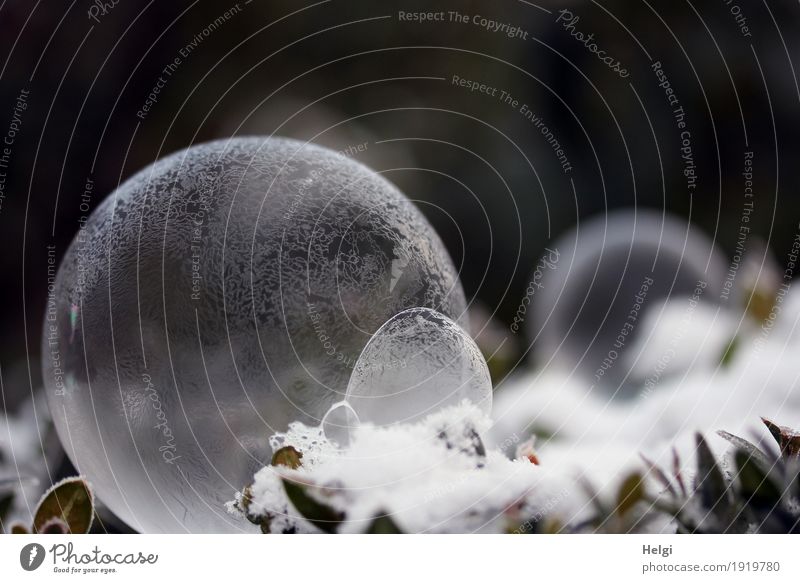 filigrane Eiskunst II Natur Pflanze Winter Frost Schnee Blatt Garten Seifenblase frieren liegen ästhetisch außergewöhnlich schön einzigartig kalt rund grau grün