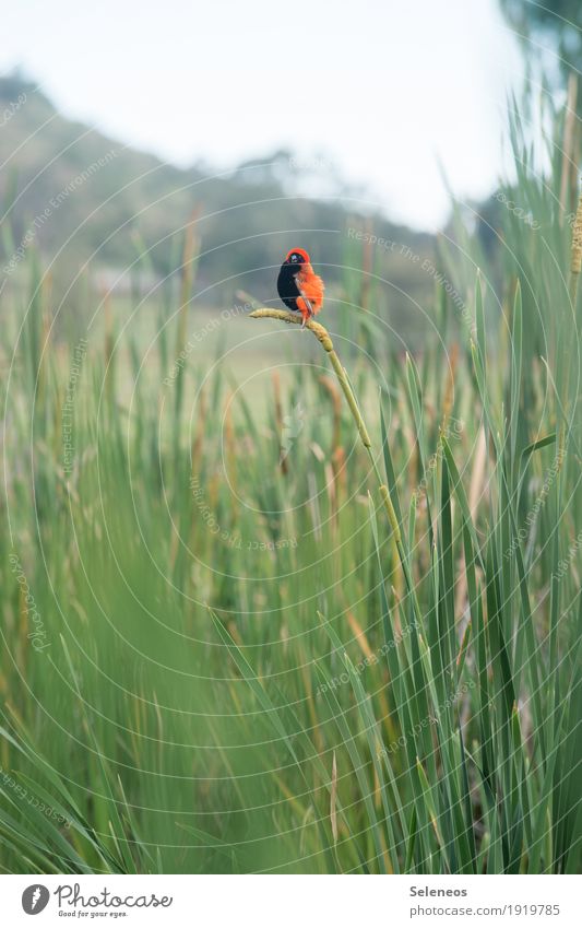 auf biegen und brechen Ausflug Freiheit Sommer Umwelt Natur Wetter Schilfrohr Garten Park Küste Seeufer Tier Wildtier Vogel Webervogel Red Bishop 1 klein