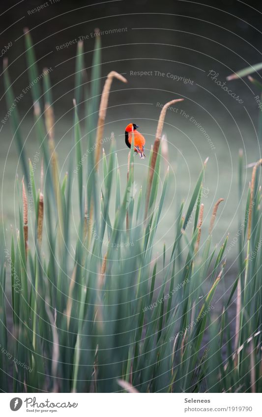 Schilfbewohner Erholung ruhig Ferne Freiheit Umwelt Natur Grünpflanze Schilfrohr Küste Seeufer Flussufer Teich Tier Wildtier Vogel 1 klein markant Birding