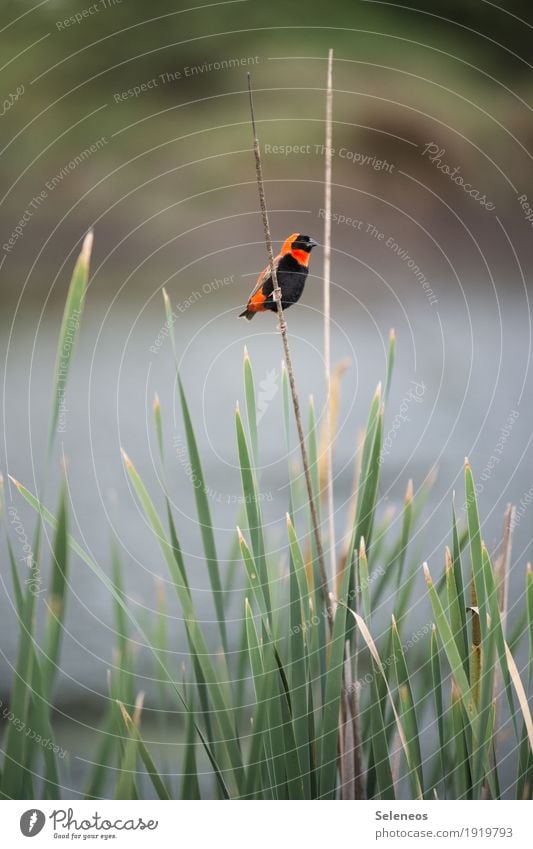 Farbklecks Ausflug Abenteuer Ferne Freiheit Umwelt Natur Pflanze Schilfrohr Küste Seeufer Flussufer Tier Wildtier Vogel Webervogel 1 exotisch klein nah