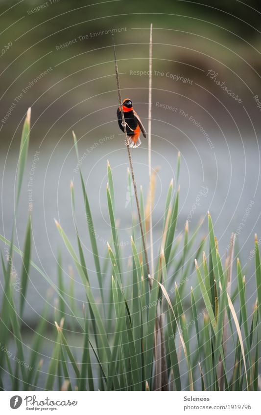 Southern Red Bishop Ausflug Freiheit Sommer Sonne Umwelt Natur Schilfrohr Garten Park Küste Seeufer Flussufer Tier Wildtier Vogel 1 klein Birding