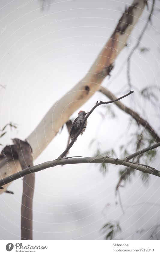 knock knock Vogelbeobachtung Birding Ausflug Freiheit Natur Himmel Baum Garten Feld Tier Wildtier Tiergesicht Flügel Specht 1 festhalten Farbfoto Außenaufnahme