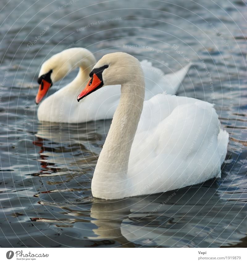 Paar weiße Schwäne elegant schön Zoo Umwelt Natur Landschaft Tier Wasser Teich See Fluss Wildtier Vogel Schwan Flügel 2 berühren Liebe niedlich Sauberkeit blau