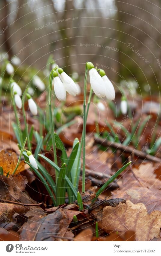 Frühlingsblumen - weiße Schneeglöckchen im Wald Winter Garten Natur Pflanze Blume Gras Blatt Blüte Wildpflanze Park Wiese Tropfen frisch natürlich neu braun