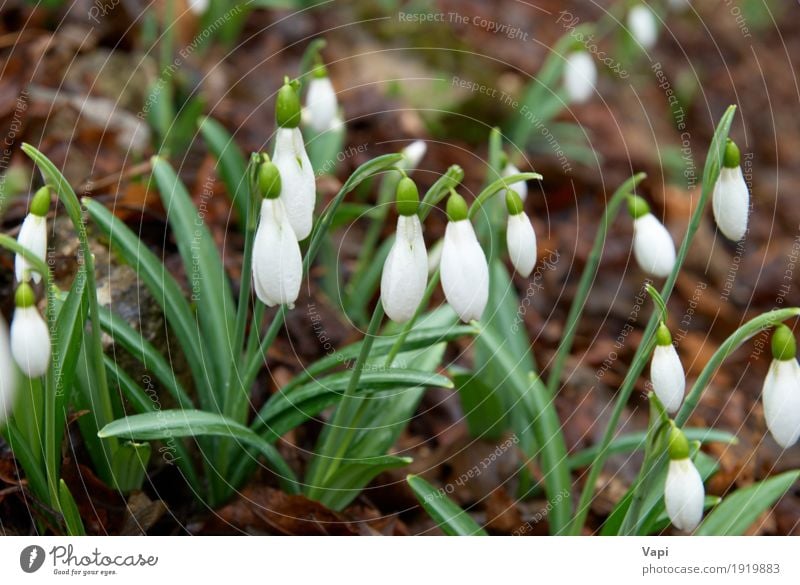 Frühlingsblumen - weiße Schneeglöckchen im Wald Winter Garten Umwelt Natur Pflanze Blume Gras Blatt Blüte Wildpflanze Park Wiese Tropfen frisch natürlich neu