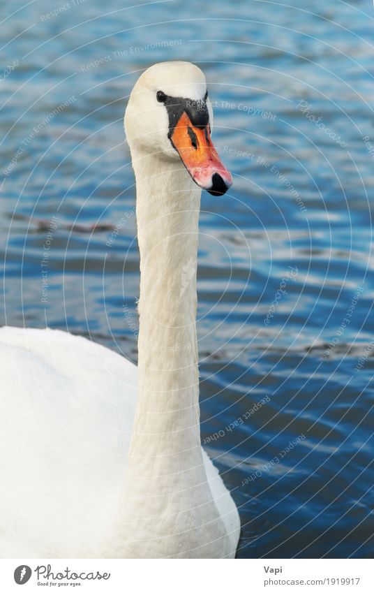 Schöner weißer Schwan elegant schön Wellen Umwelt Natur Tier Wasser Teich See Fluss Wildtier Vogel Tiergesicht 1 berühren Liebe niedlich Sauberkeit blau grau