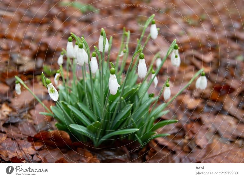 Frühlingsblumen - weiße Schneeglöckchen im Wald Winter Garten Umwelt Natur Pflanze Wassertropfen Blume Gras Blatt Blüte Wildpflanze Park Wiese Tropfen frisch