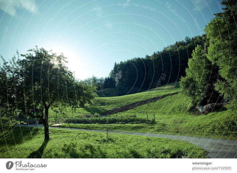 sommer Umwelt Natur Landschaft Pflanze Himmel Wolkenloser Himmel Sonne Sommer Schönes Wetter Baum Gras Sträucher Grünpflanze Wildpflanze Wiese Feld Wald