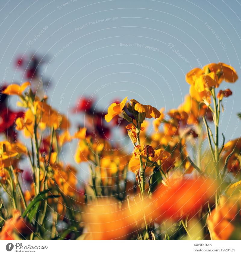 Jelbe Blömkes Ferien & Urlaub & Reisen Ausflug Sommer Sonne Umwelt Natur Landschaft Pflanze Wolkenloser Himmel Frühling Klimawandel Wetter Schönes Wetter Wärme