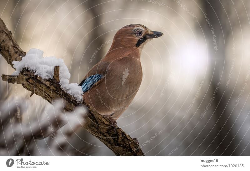 Eichelhäher Tier Wildtier Vogel Tiergesicht Flügel Krallen 1 sitzen ästhetisch frech blau braun orange schwarz weiß Zufriedenheit Farbfoto Außenaufnahme