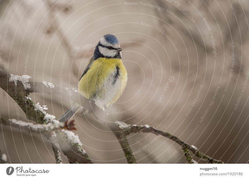 Blaumeise Umwelt Natur Tier Winter Schönes Wetter Eis Frost Schnee Baum Garten Park Wald Wildtier Vogel Tiergesicht Flügel 1 beobachten sitzen ästhetisch