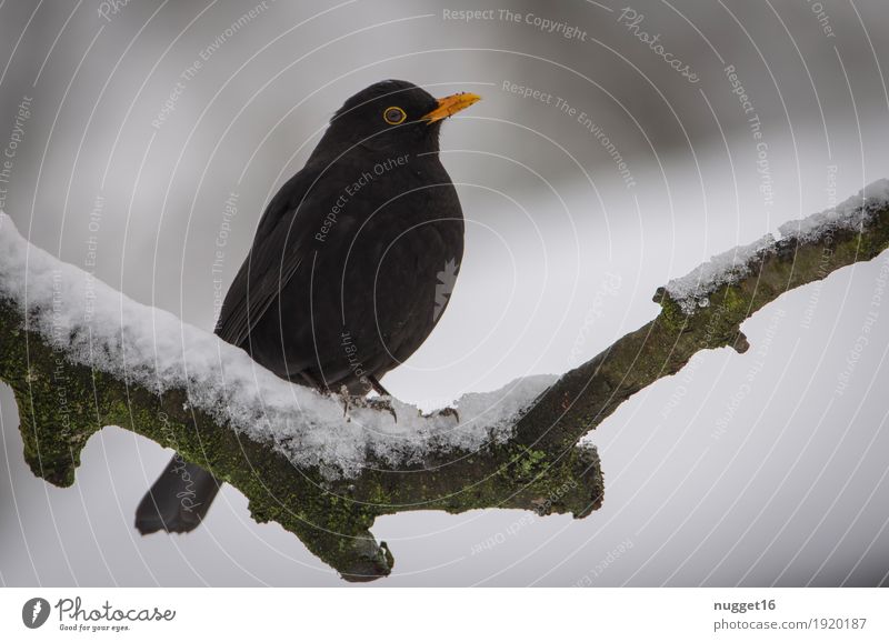 Amsel Umwelt Natur Tier Winter Schönes Wetter Eis Frost Schnee Baum Garten Park Wildtier Vogel Tiergesicht Flügel 1 sitzen ästhetisch Freundlichkeit grün orange