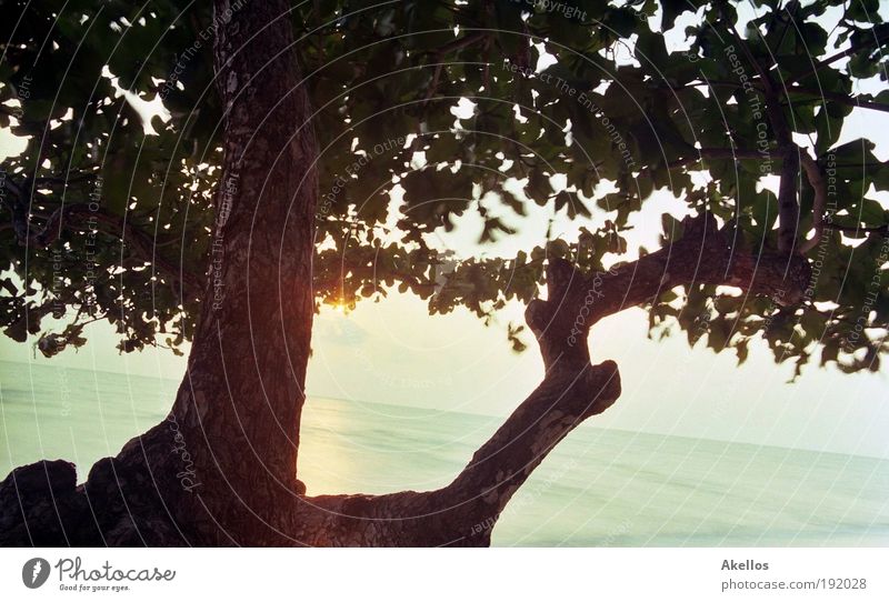 Hoffnung Ferien & Urlaub & Reisen Tourismus Ferne Freiheit Sommer Sommerurlaub Sonne Strand Meer Insel Feierabend Landschaft Wasser Himmel Horizont