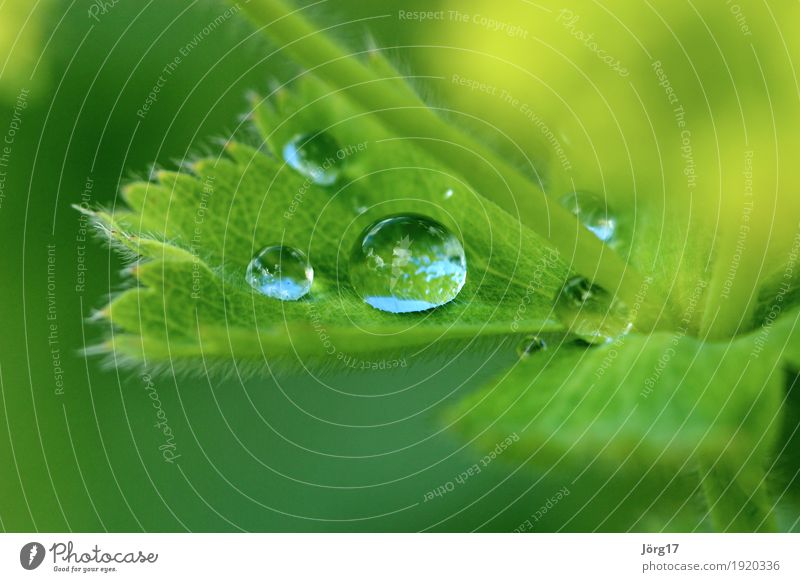 Wassertropfen auf einem Blatt Natur Pflanze Nahaufnahme Makroaufnahme Regen Tropfen Außenaufnahme