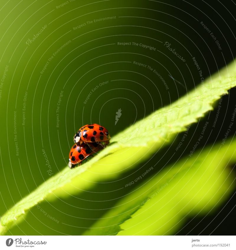 ...Frühlingsgefühle... Umwelt Natur Sommer Schönes Wetter Pflanze Blatt Grünpflanze Tier Wildtier Käfer 2 Tierpaar berühren natürlich Gefühle Glück Verliebtheit