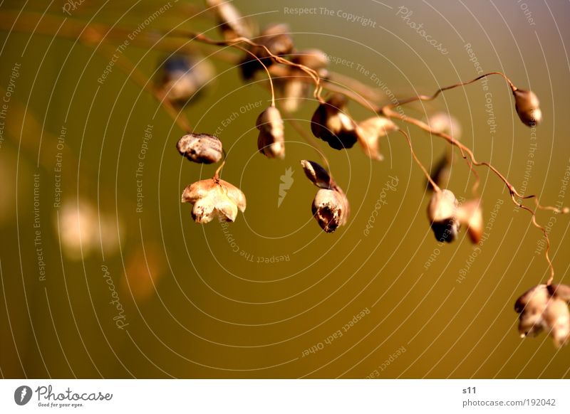 Summer Schönes Wetter klein Umwelt Natur Landschaft Flora Sommer Grasnästhetisch dünn elegant schön trocken warm blau gelb gold grünnStimmung