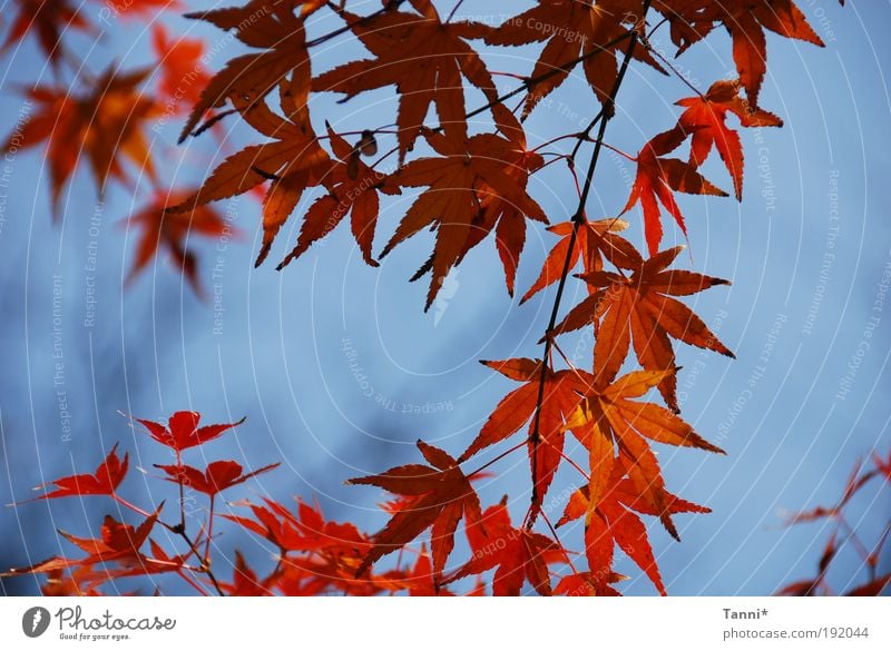 Ahorn Pflanze Tier Himmel Frühling Sommer Baum blau rot Stimmung Blatt Ahornblatt Farbfoto Außenaufnahme Strukturen & Formen Tag Kontrast