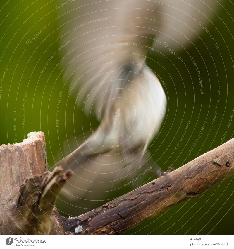 Flamenco Tänzer Tanzen Natur Tier Winter Garten Vogel Spatz fliegen schön Tierliebe Inspiration Farbfoto Außenaufnahme Menschenleer Tag Silhouette