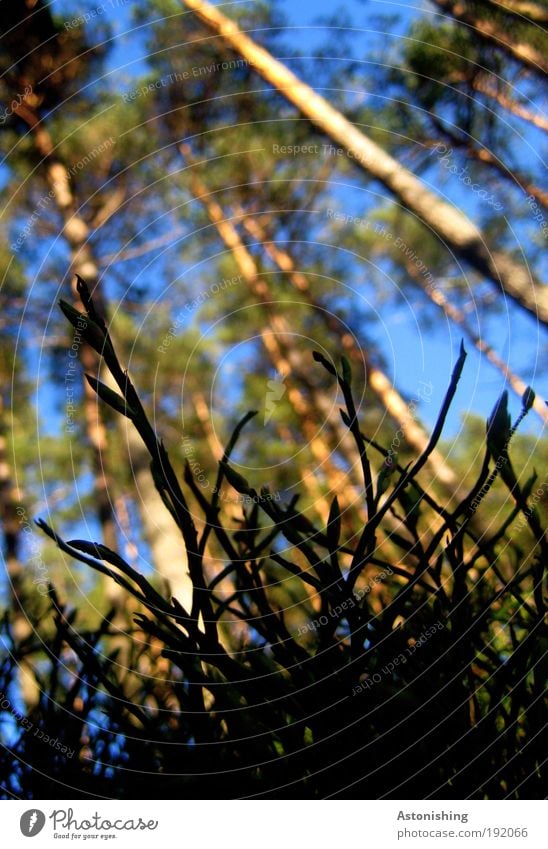 aus der Sicht eines Käfers Umwelt Natur Landschaft Pflanze Erde Himmel Sommer Wetter Schönes Wetter Baum Gras Sträucher Wald Tier Wachstum ästhetisch dünn groß